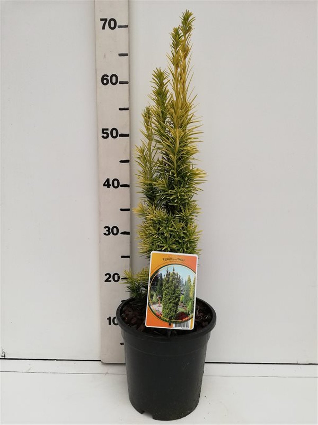 Taxus b. 'Fastigiata Aurea' - C3 40-50 CM